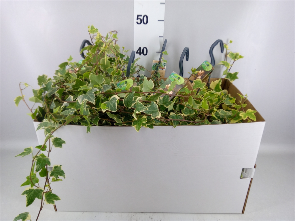 Hedera Helix Eva 17Ø 80cm