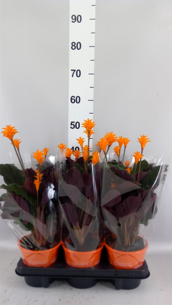 Calathea Tassmania 14Ø 35cm
