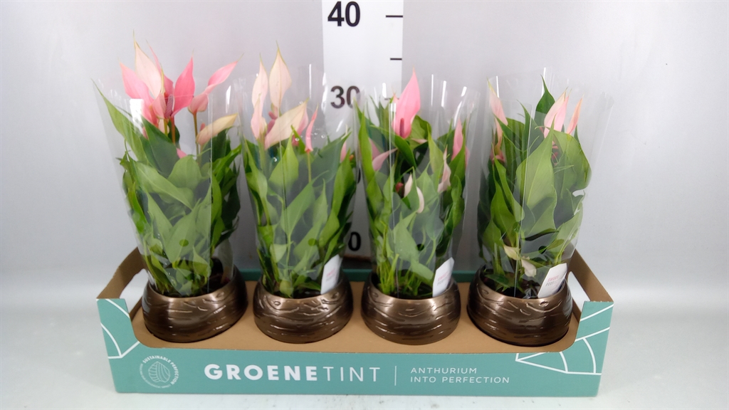 Anthurium Lilli 10Ø 30cm