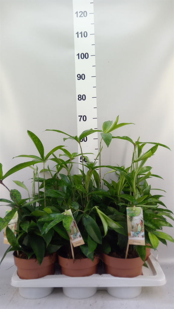 Dracaena Surculosa 17Ø 60cm