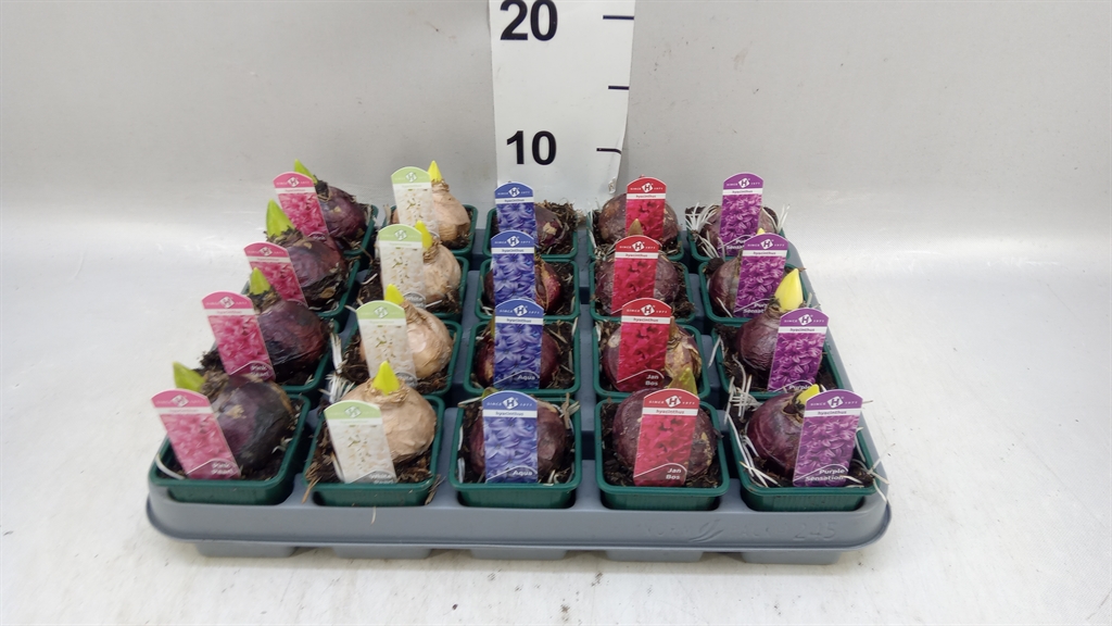 Hyacinthus Mix 7Ø 15cm 1pp