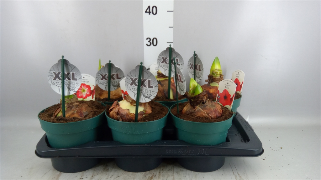 Hippeastrum Mix 17Ø 20cm