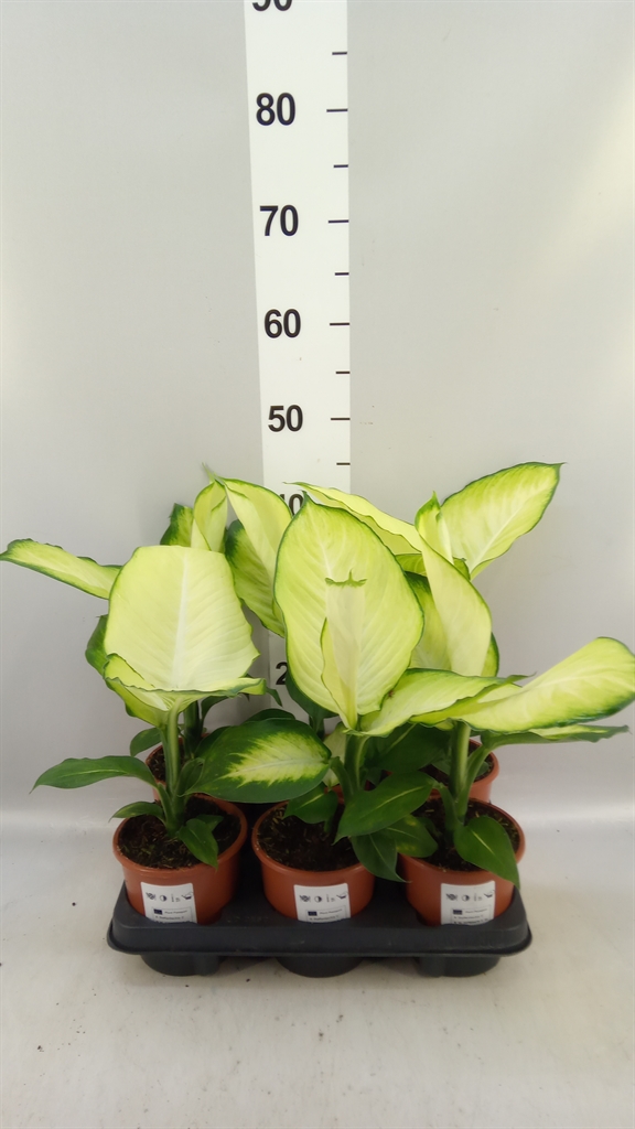 Dieff Overig 13Ø 40cm