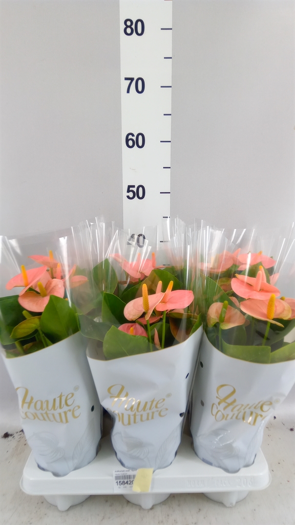 Anthurium Spirit 12Ø 40cm