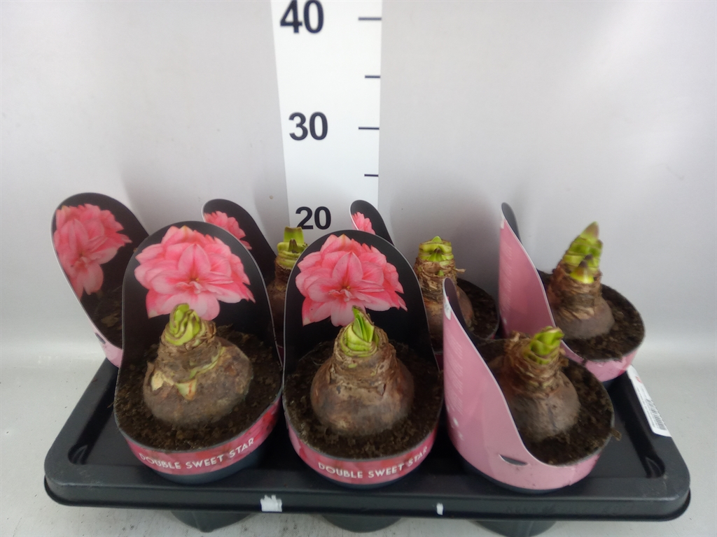 Hippeastrum Double Double Sweet Star 14Ø 25cm