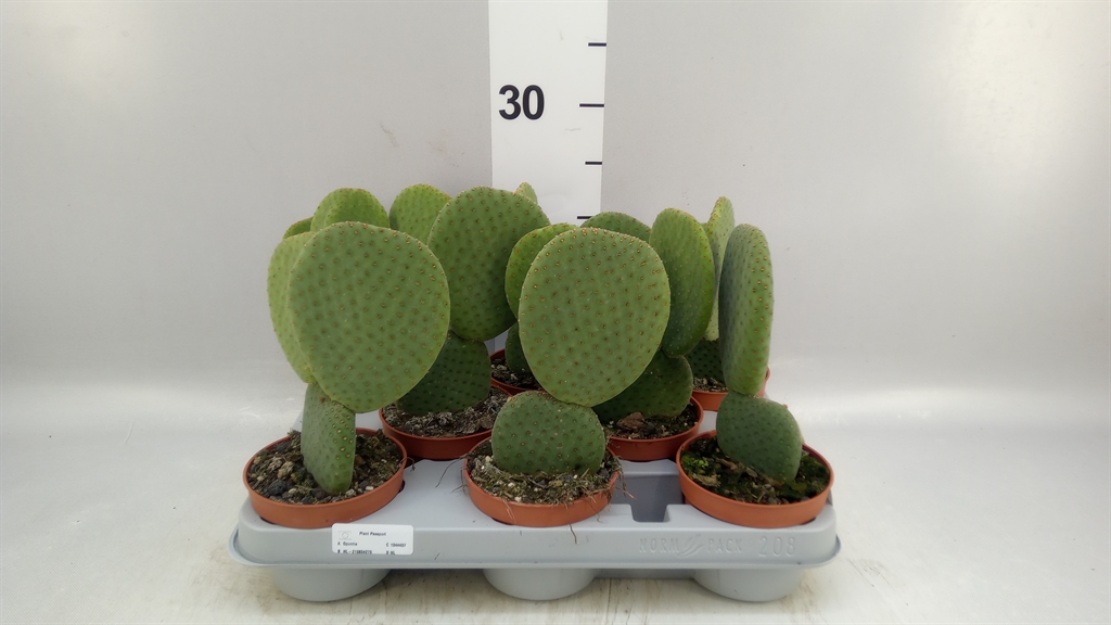 Opuntia 510Ø