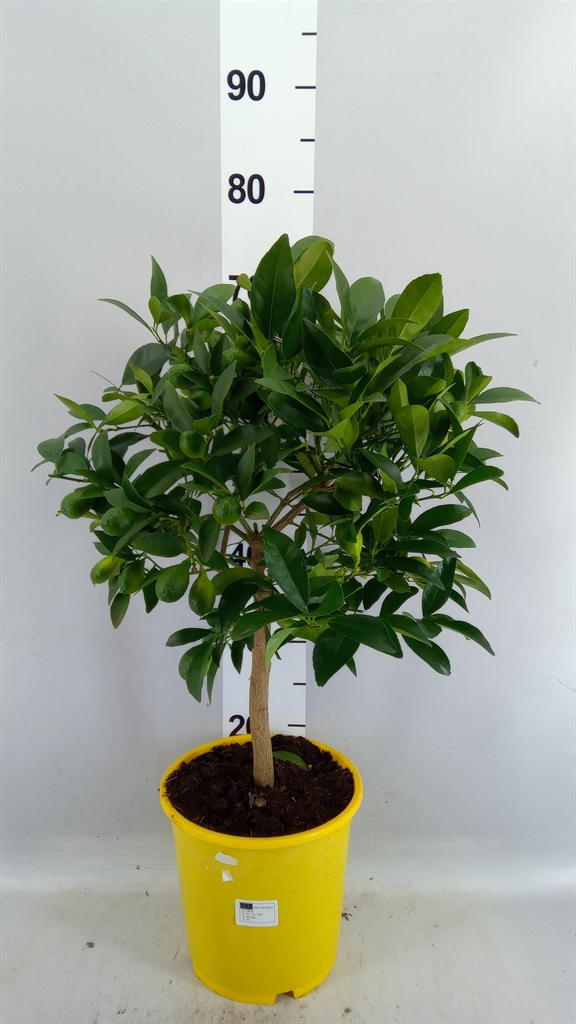 Citrus Floridana 21Ø 65cm
