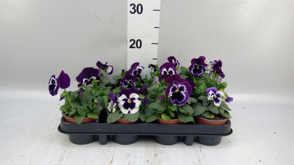 Vio Alpha Purple+whi 9Ø 15cm