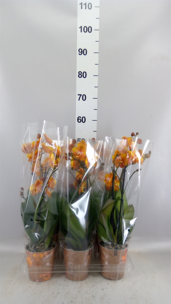 Phalaenopsis Multiflora Las Vegas 12Ø 40cm 2st