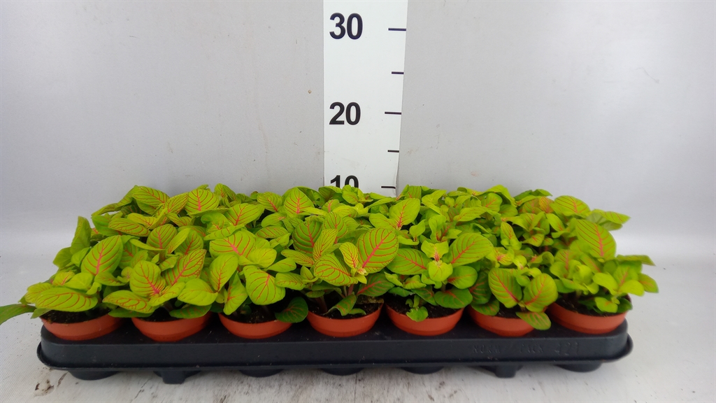 Fitt Overig 508Ø 12cm