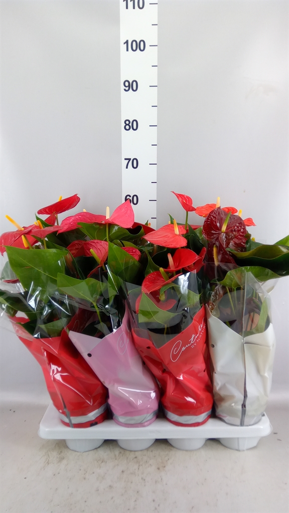 Anthurium Mix 4 Colours 14Ø 45cm