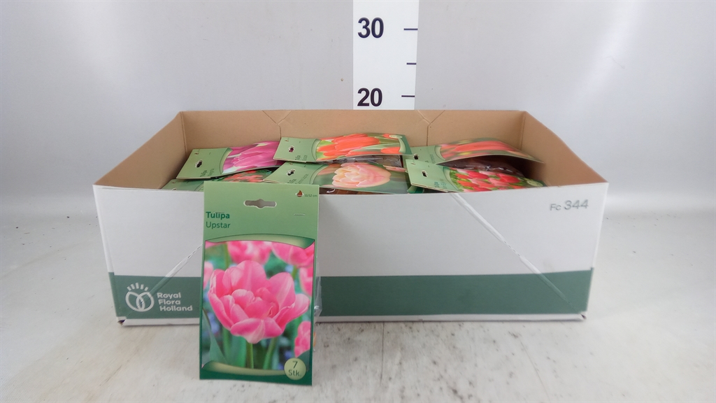 Flower Bulb Tulip
