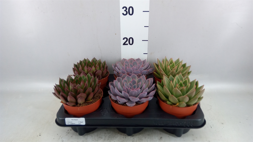 Echeveria Mixed 12Ø