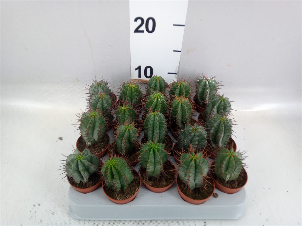 Euphorbia Horrida 5Ø 8cm