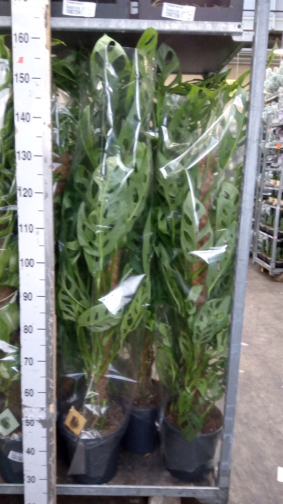 Monstera Holy Moly 24Ø 125cm