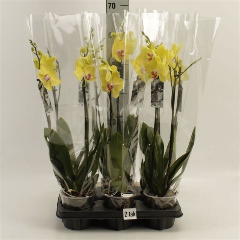 Phalaenopsis Yellow 12Ø 55cm 2st