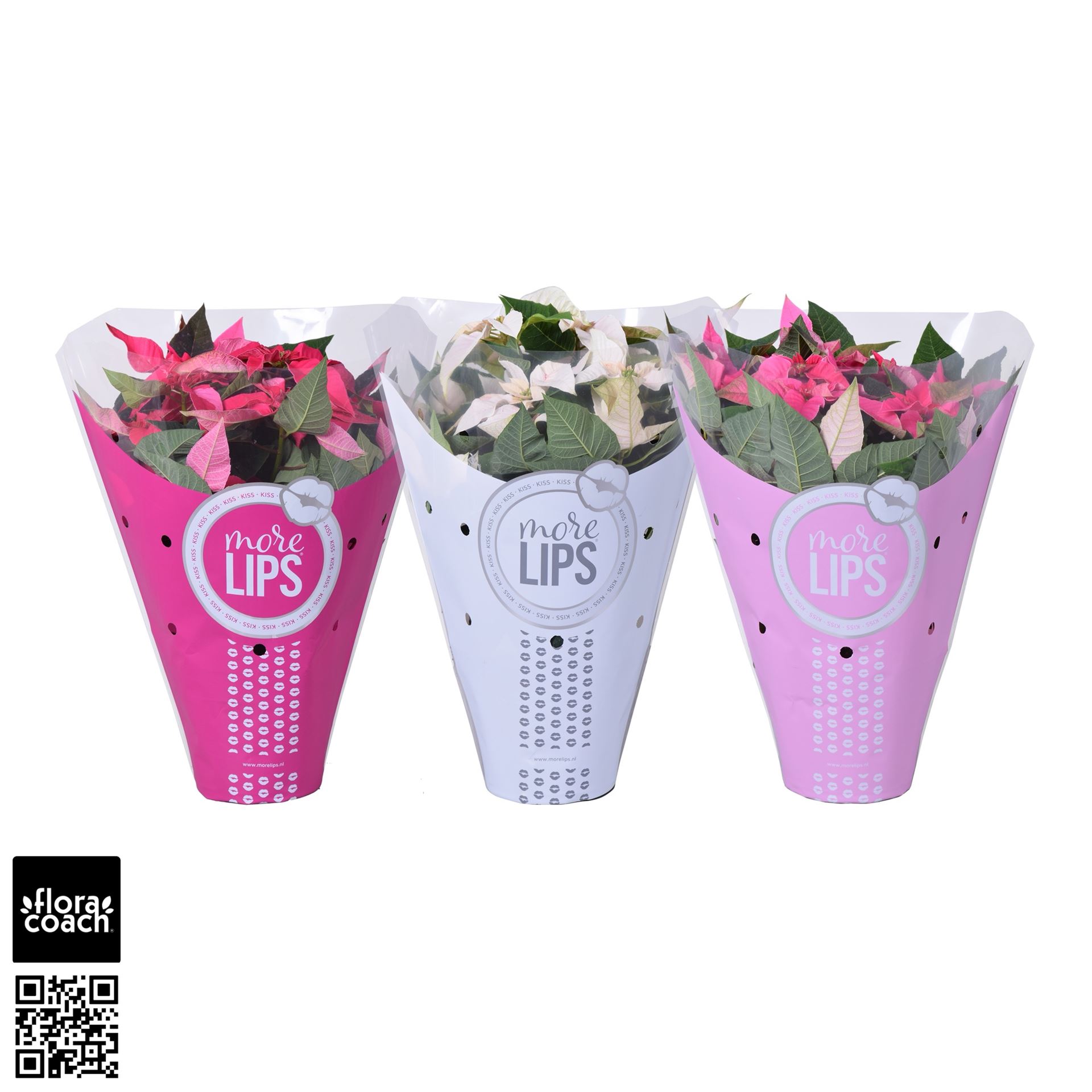 Euphor P Pri Gem 14Ø 35cm
