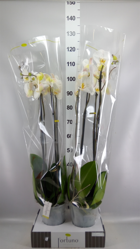 Phalaenopsis White 2 Stem 17Ø 110cm