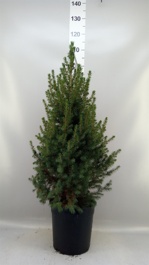 Picea Glauca Conica 24Ø 105cm
