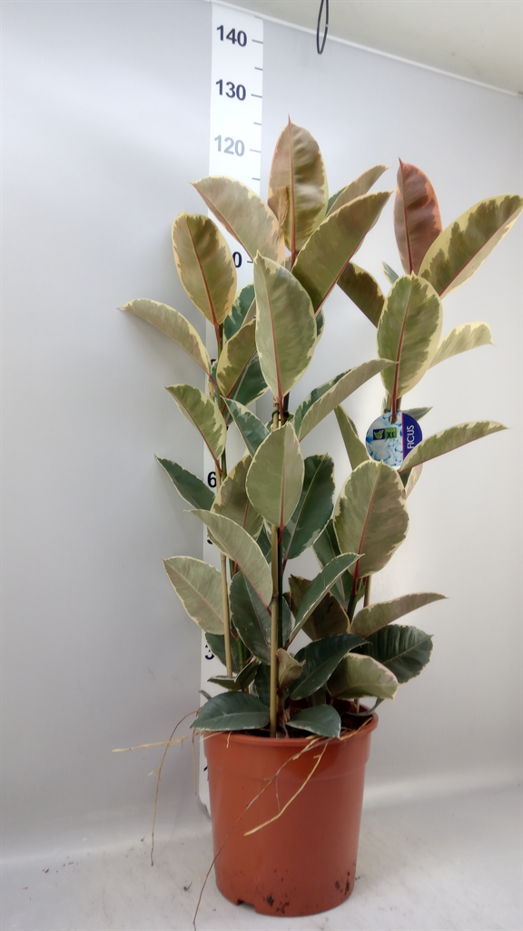 Ficus Tineke 27Ø 100cm