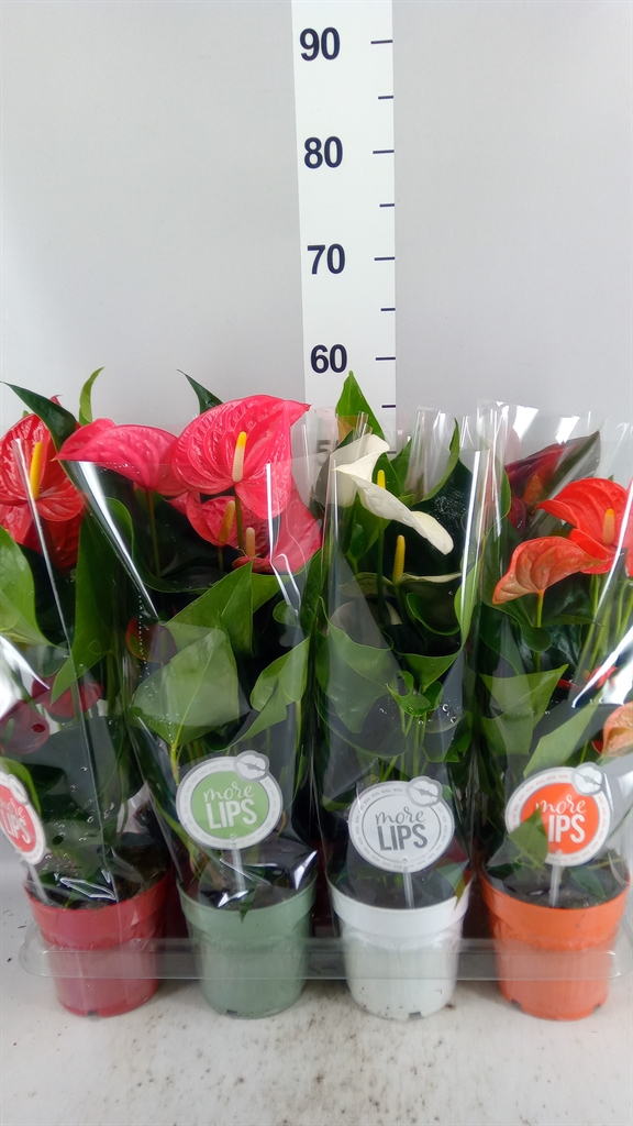 Anthurium Mix 14Ø 50cm