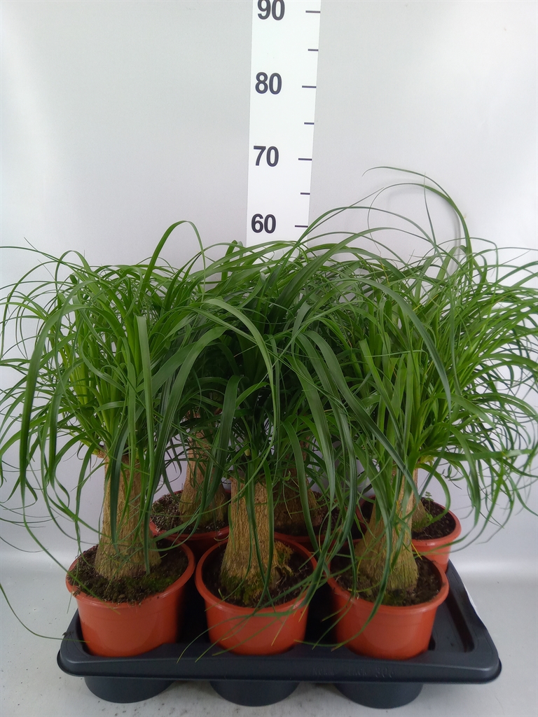 Beaucarnea Recurvata 17Ø 50cm