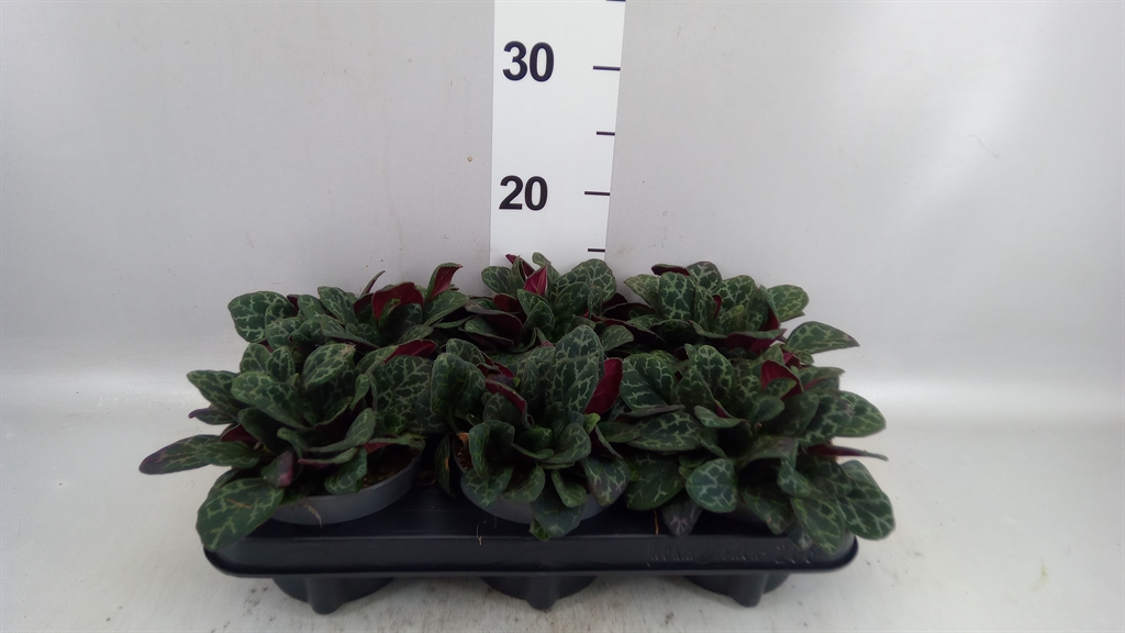 Primuli Pretty Turtl 12Ø 14cm