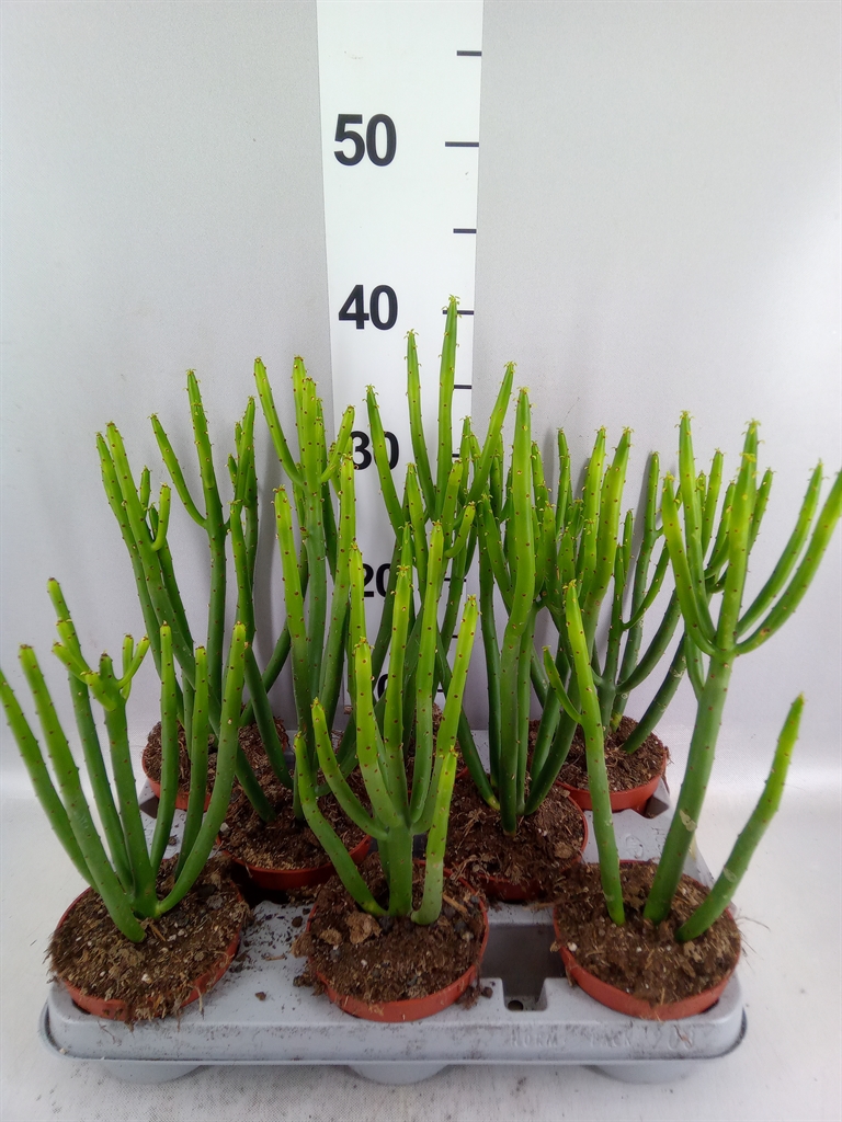 Euphorbia Aeruginosa 10Ø 25cm