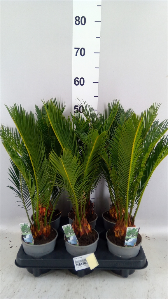 Cycas Revoluta 12Ø 40cm