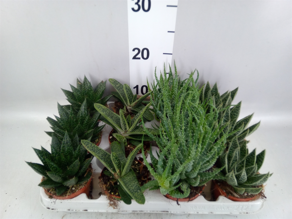 Aloe Mix 8Ø 12cm