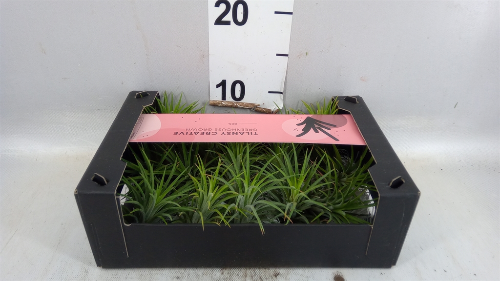 Tillandsia Ionantha