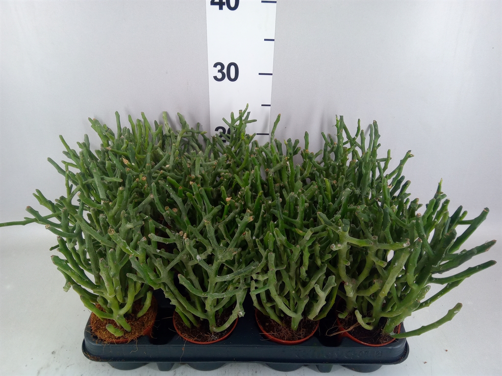 Euphorbia Tirucalli 8Ø 20cm