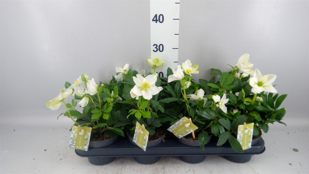 Helleborus Advent Star 12Ø 25cm