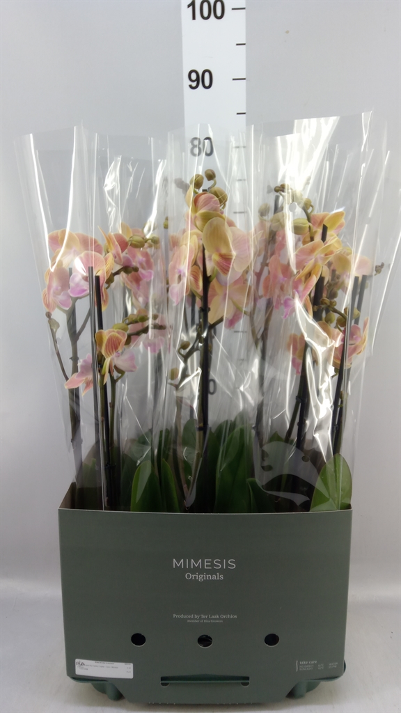 Phal Ov 12Ø 70cm