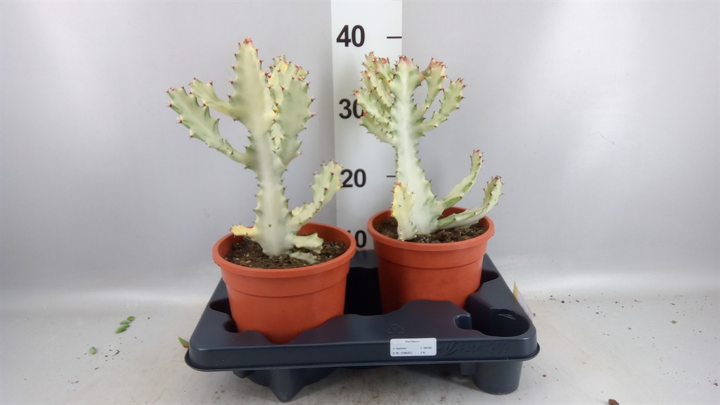Euphor Su Lactea 17Ø 40cm