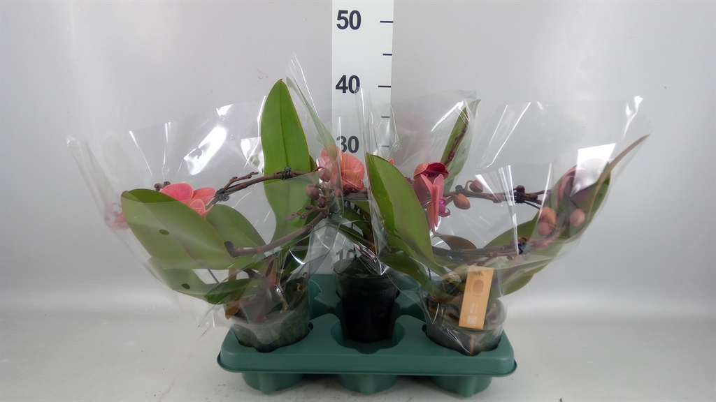 Phalaenopsis Muse Orange 12Ø 35cm 2st