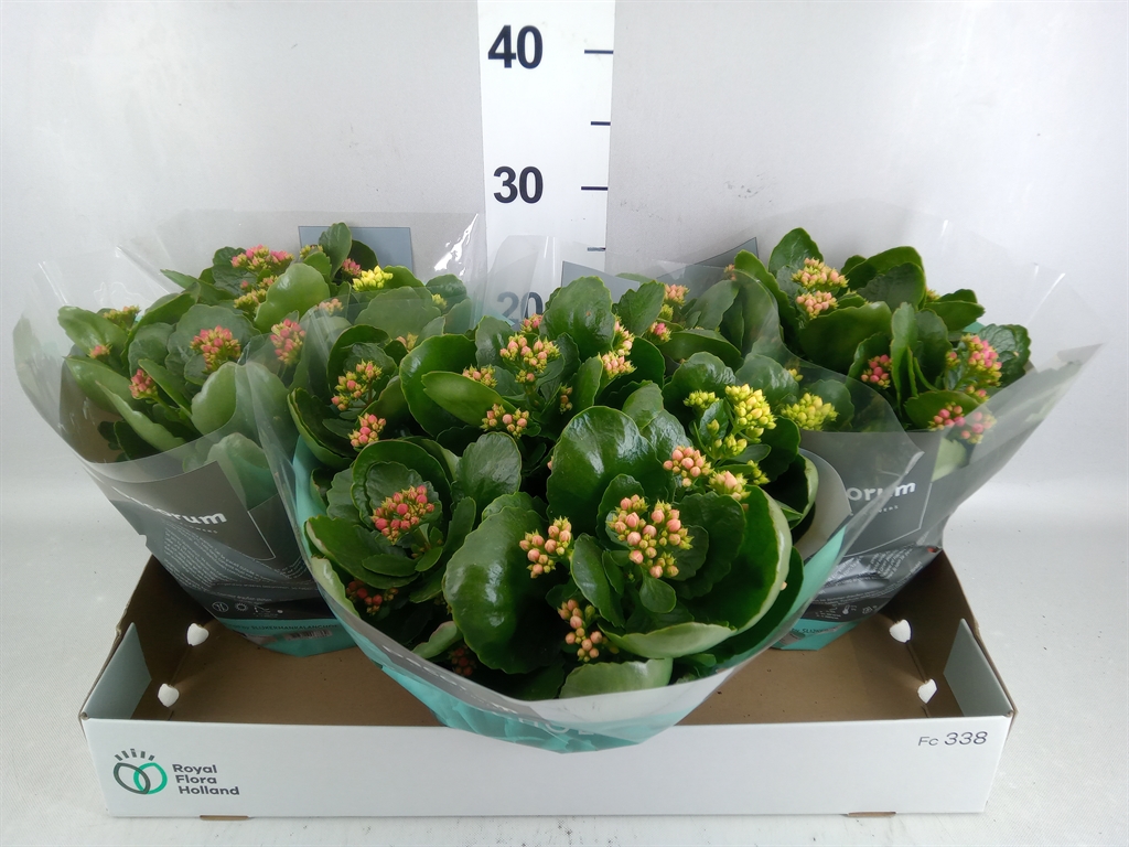Kalanchoe Double Mix 23Ø 28cm