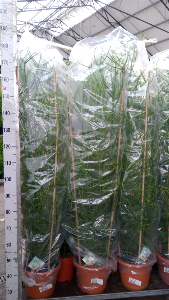 Euphorbia Tirucalli 24Ø 130cm