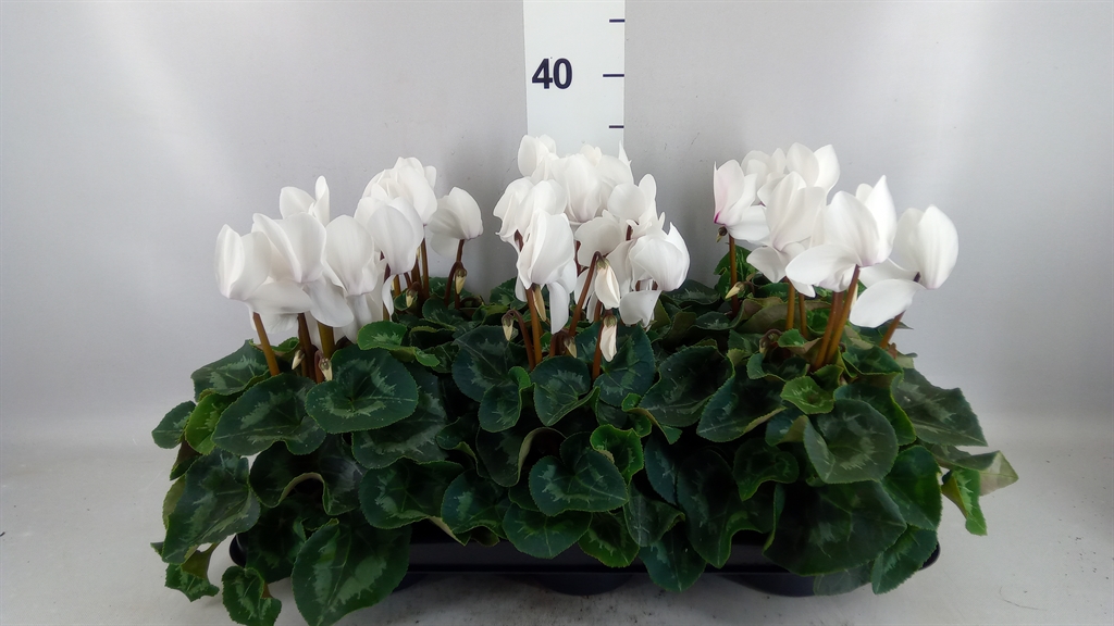 Cyclamen Super Serie Mammoth 13Ø 30cm