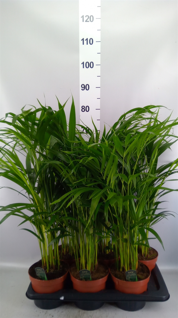Chrysalidocarpus Lut 17Ø 60cm