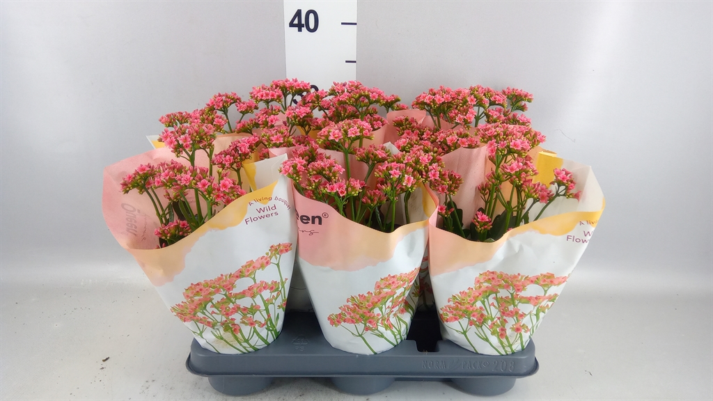 Kalanchoe Wild Flowers Ladylike 10Ø 25cm