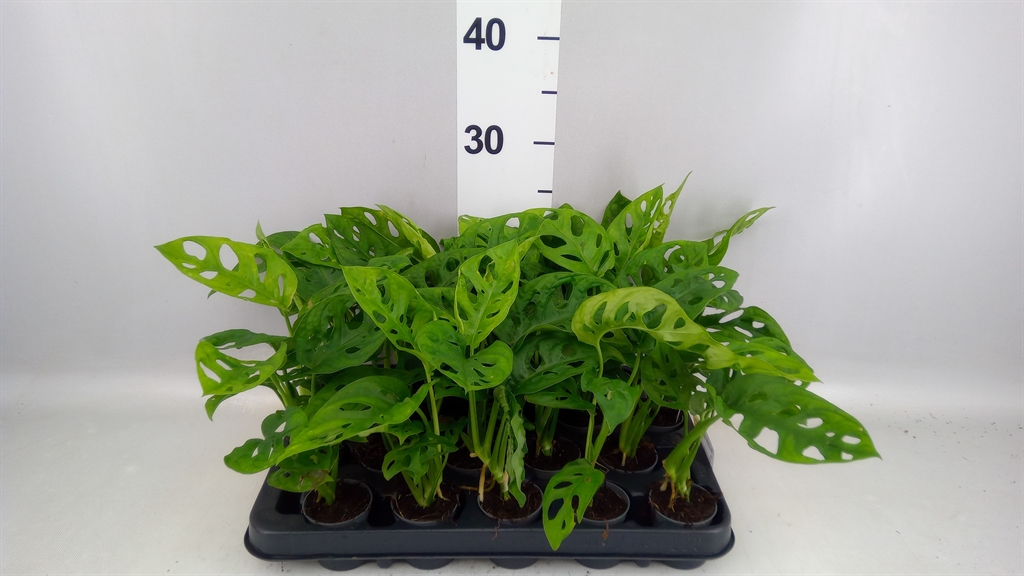 Monstera Adansonii Monkey Leaf 5Ø 25cm