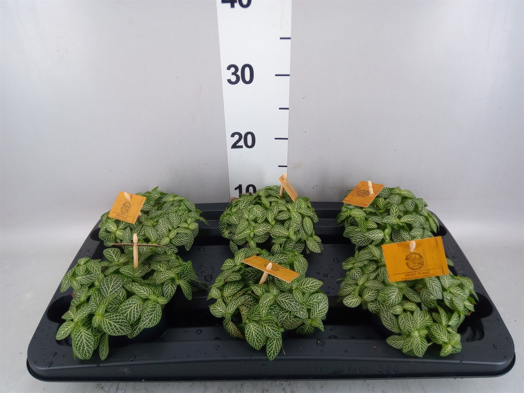 Fittonia Verschaffeltii 15Ø 25cm