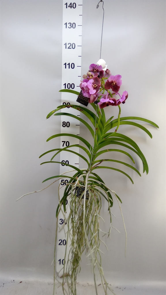 Van Hybriden 15Ø 80cm