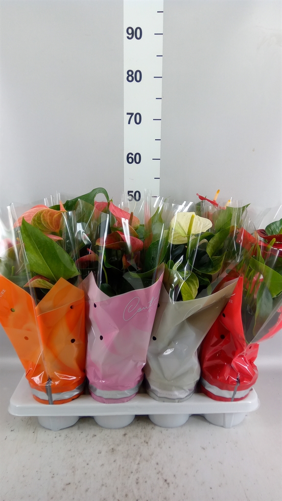 Anthurium Mix 4 Colours 14Ø 45cm