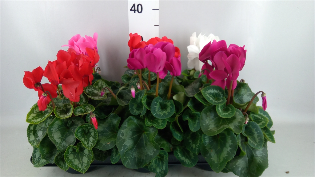 Cyclamen Super Serie Leopardo 13Ø 30cm