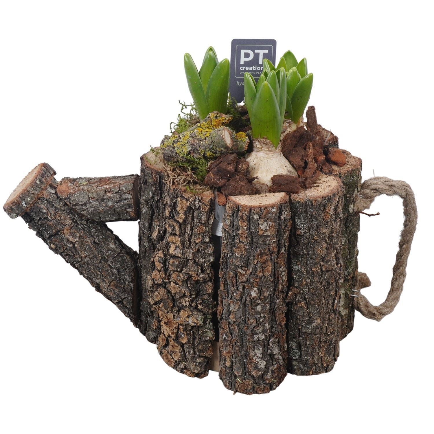 Arrangement Hyacinth 30Ø