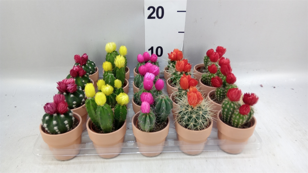 Cactus Decorated 5Ø 11cm