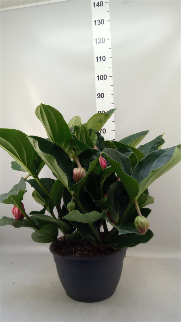 Medinilla Magnifica 30Ø 90cm 12bl