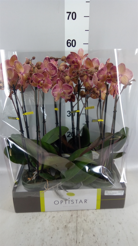 Phal Ov Rood 12Ø 60cm